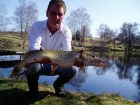 ... just one of the predators in Bottom Lake - there&#039;s more like this to catch and they are great fun to land... especially for your kids!